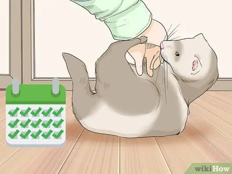 Держите одинокого хорька счастливым Шаг 1