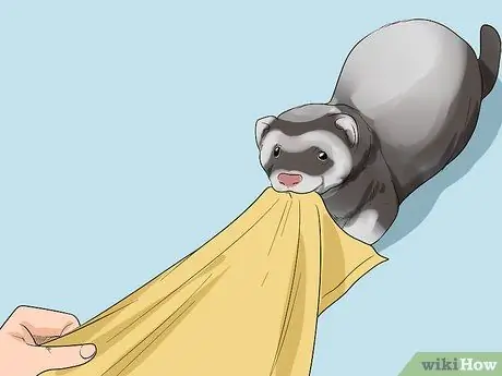 Держите одинокого хорька счастливым Шаг 2