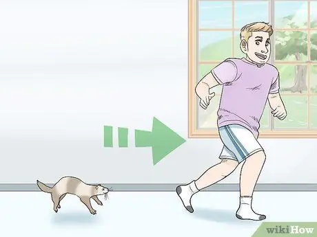 Держите одинокого хорька счастливым Шаг 3