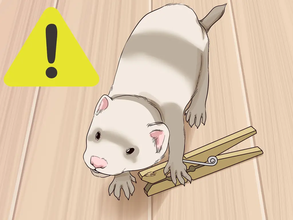 Как сделать одного хорька счастливым: 12 шагов (с иллюстрациями)