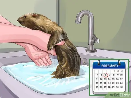 Уменьшение запаха хорька Шаг 1