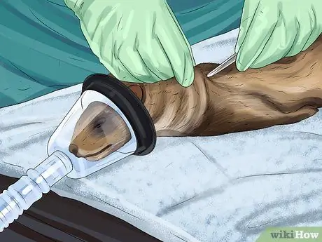 Уменьшение запаха хорька Шаг 13