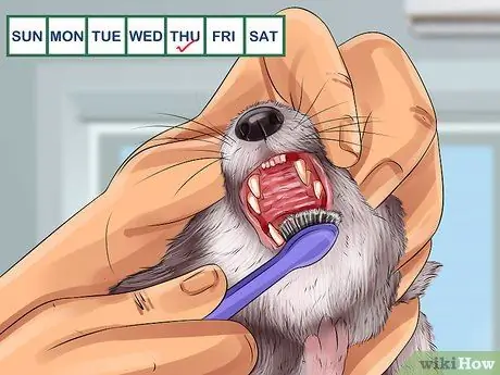 Уменьшение запаха хорька Шаг 3