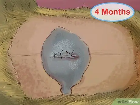 Уменьшение запаха хорька Шаг 4