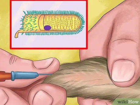 Путешествие с хорьком Шаг 2