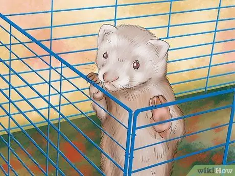 Путешествие с хорьком Шаг 9