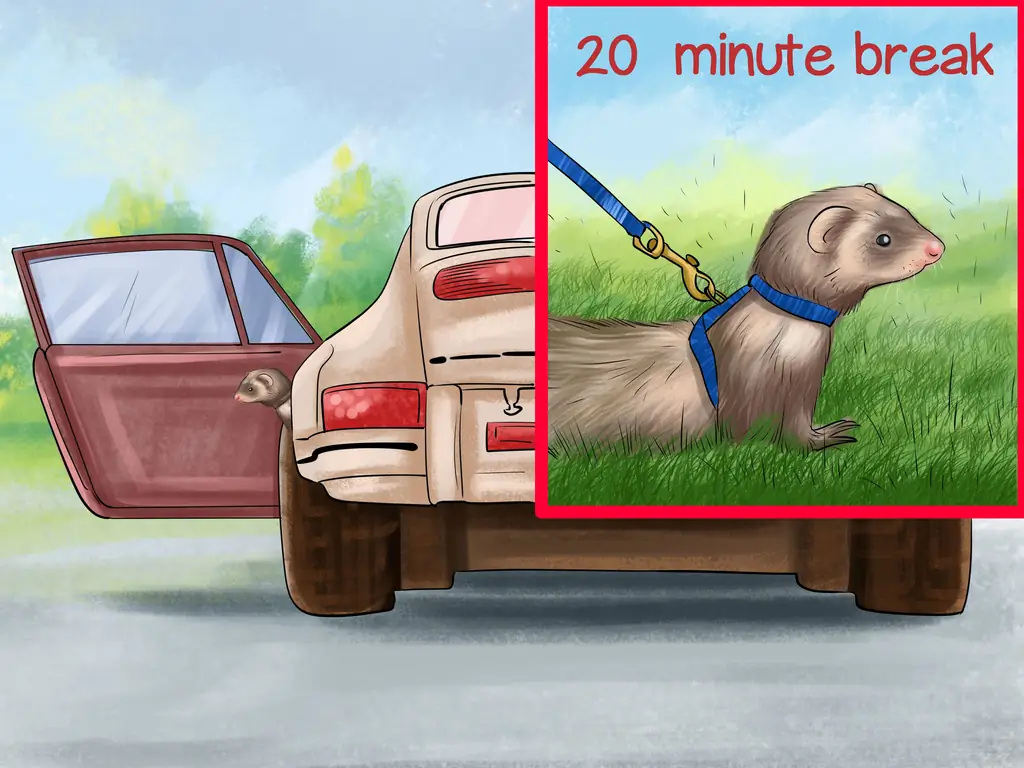 Как путешествовать с хорьком: 12 шагов (с иллюстрациями)