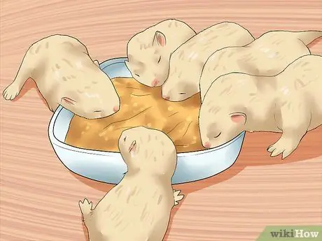 Вывести домашнего хорька Шаг 12