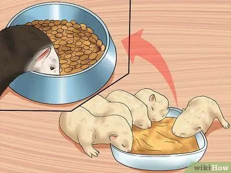 Вывести домашнего хорька Шаг 13