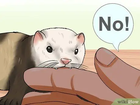 Вывести домашнего хорька Шаг 16