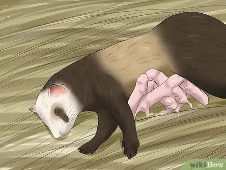 Вывести домашнего хорька Шаг 8