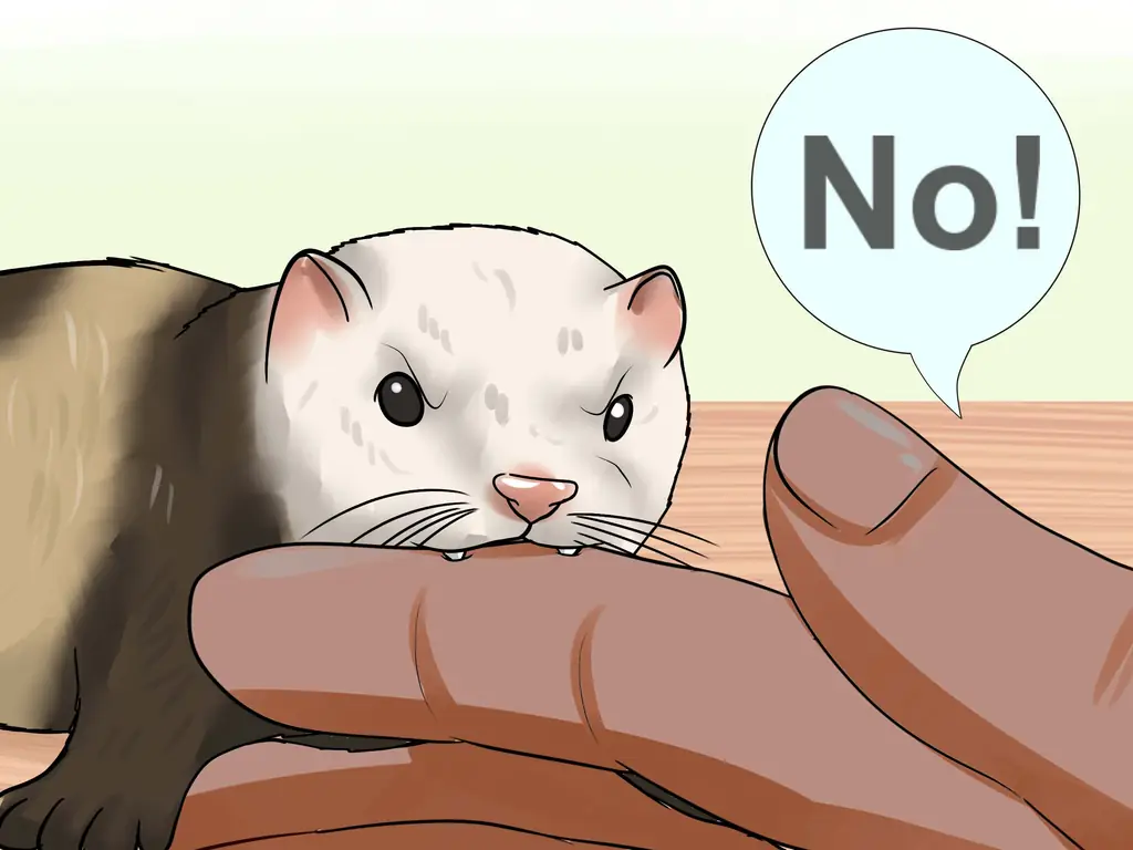 Как развести домашнего хорька (с иллюстрациями)