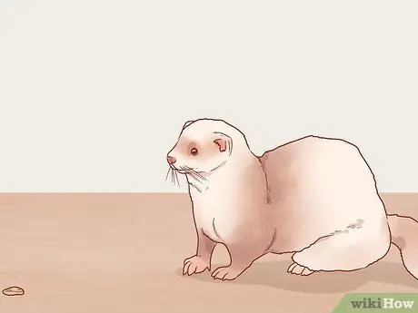 Приучите хорьков к трюкам Шаг 14