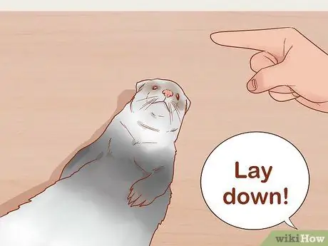 Приучите хорьков к трюкам Шаг 15