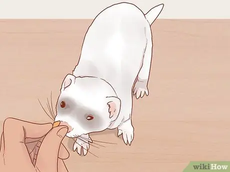 Приучите хорьков к трюкам, шаг 17