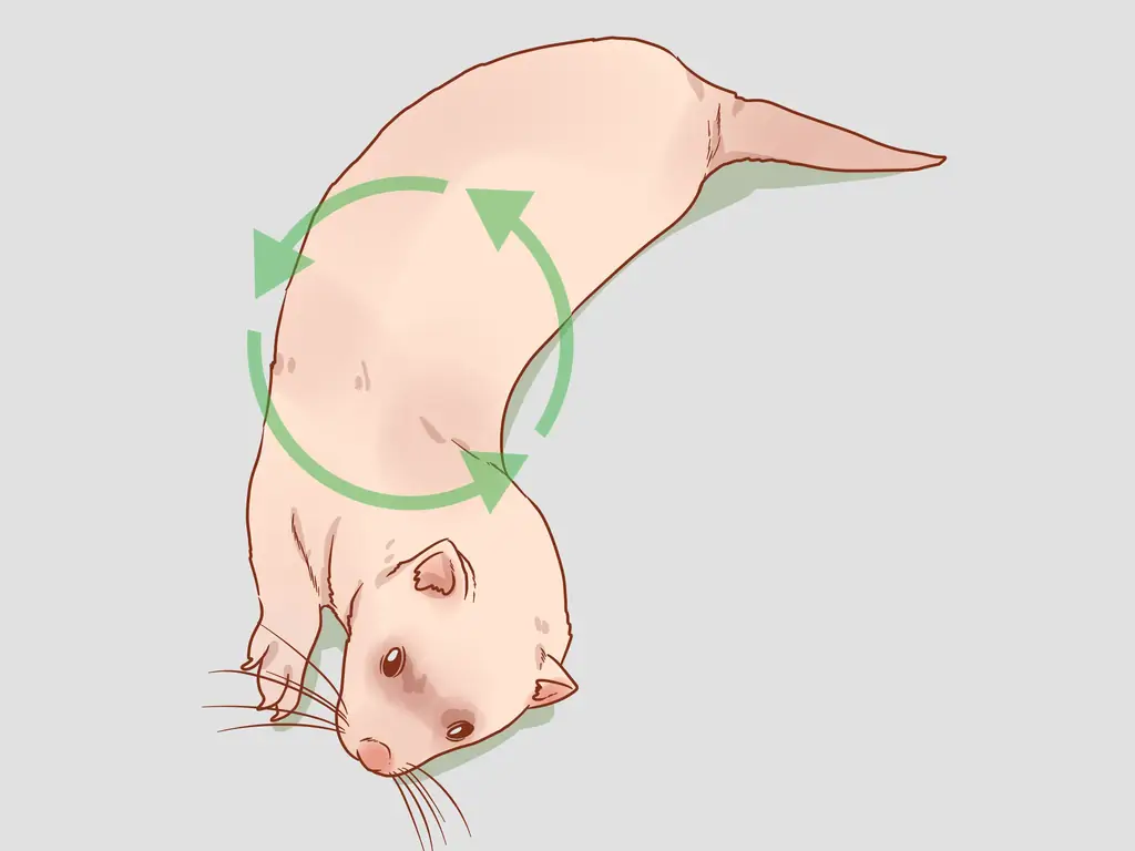 4 способа приучить хорьков к трюкам