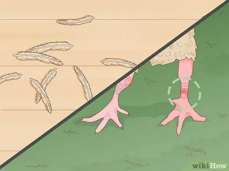 Держите кур в городе Шаг 15