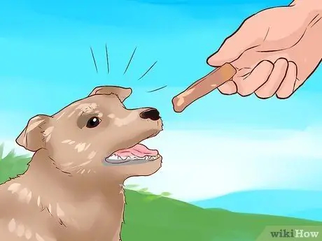 Люби свою собаку Шаг 12