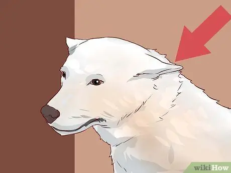 Люби свою собаку, шаг 4