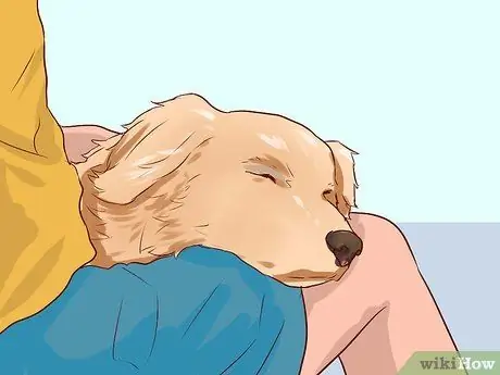 Люби свою собаку Шаг 6