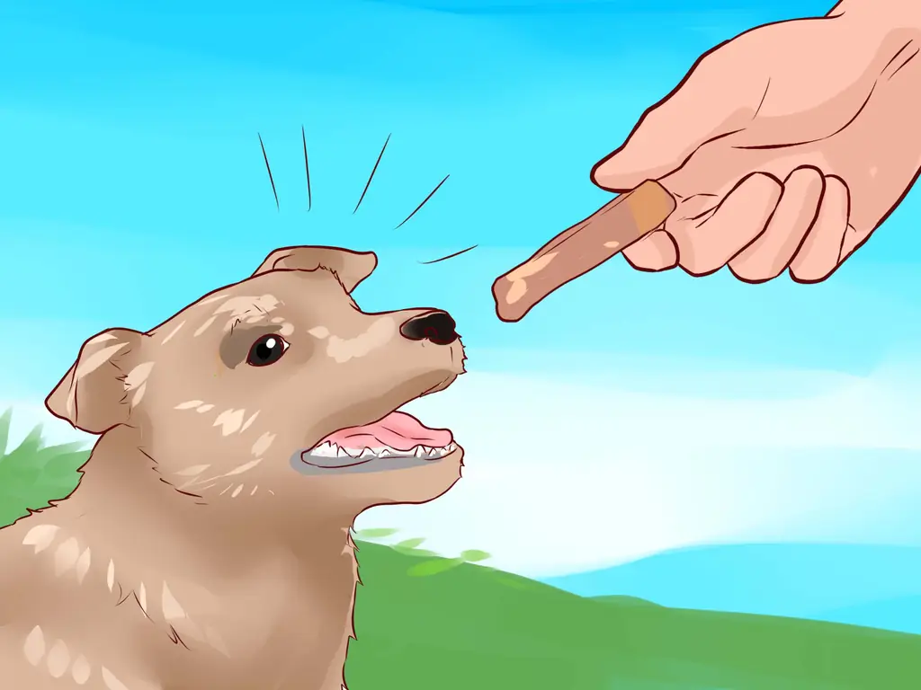 Как полюбить свою собаку: 12 шагов (с иллюстрациями)