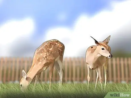 Постройте забор для оленей Шаг 1