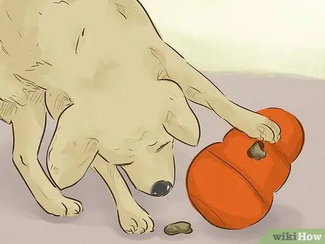 Держите вашу собаку счастливой Шаг 1