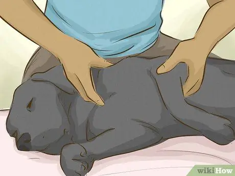 Держите вашу собаку счастливой Шаг 11