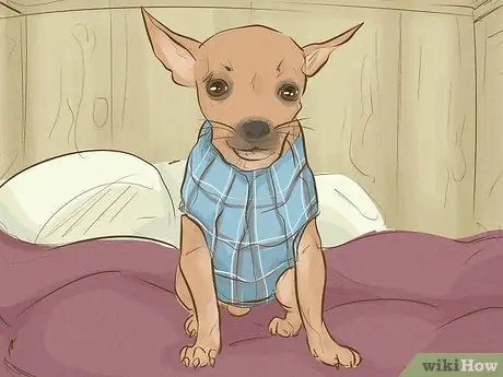 Держите вашу собаку счастливой Шаг 14