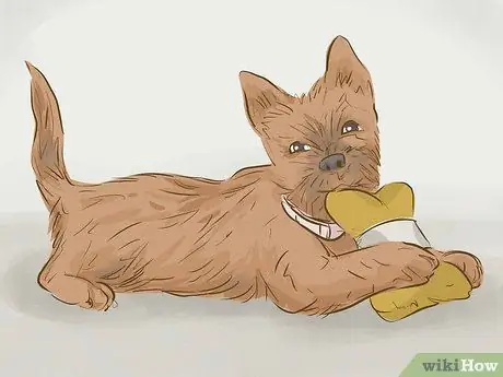 Держите вашу собаку счастливой Шаг 15