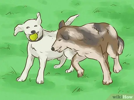 Держите вашу собаку счастливой, шаг 2