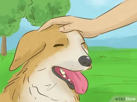 Держите вашу собаку счастливой Шаг 6