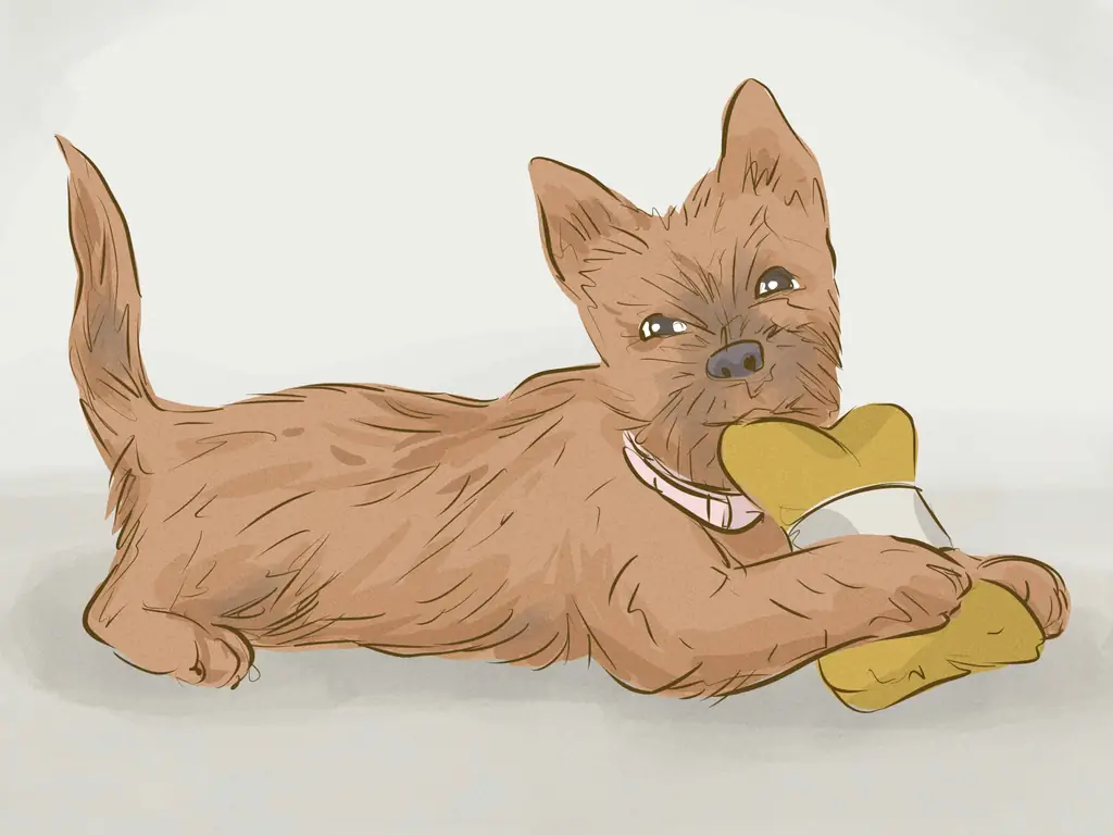 Как сделать собаку счастливой: 15 шагов (с иллюстрациями)