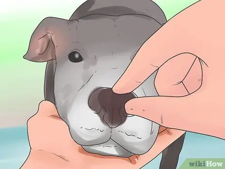 Проверьте, здорова ли и счастлива ваша собака Шаг 10