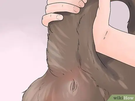 Убедитесь, что ваша собака здорова и счастлива. Шаг 14