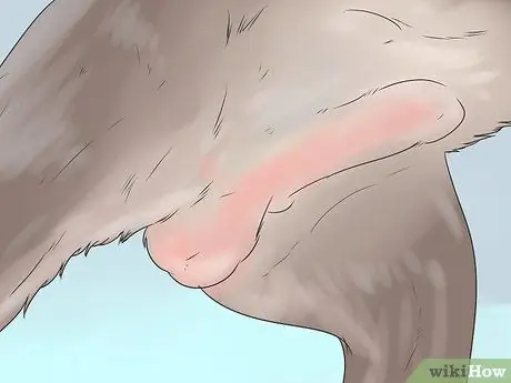 Проверьте, здорова ли и счастлива ваша собака Шаг 15