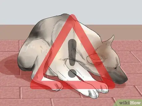 Проверьте, здорова ли и счастлива ваша собака Шаг 2