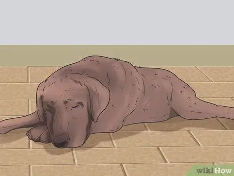 Проверьте, здорова ли и счастлива ли ваша собака Шаг 4