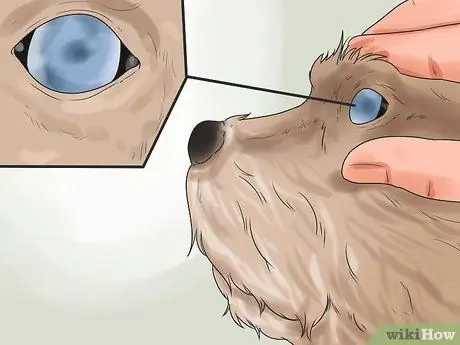 Проверьте, здорова ли и счастлива ваша собака Шаг 8