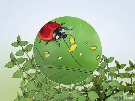 Поймай божьих коровок, шаг 3