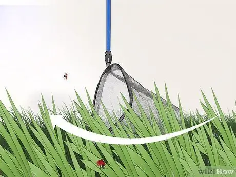 Поймать божьих коровок Шаг 4