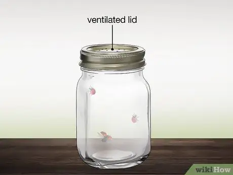 Поймать божьих коровок Шаг 7