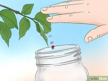 Поймать божьих коровок Шаг 8