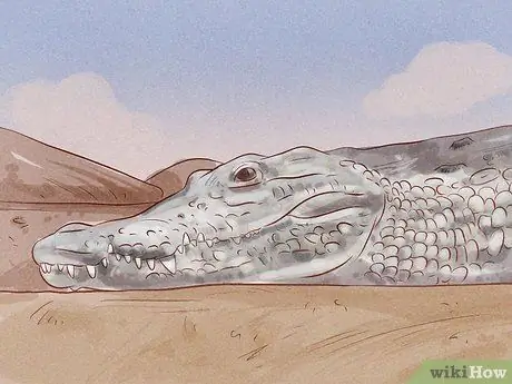 Посетите национальный парк Крюгера Шаг 11