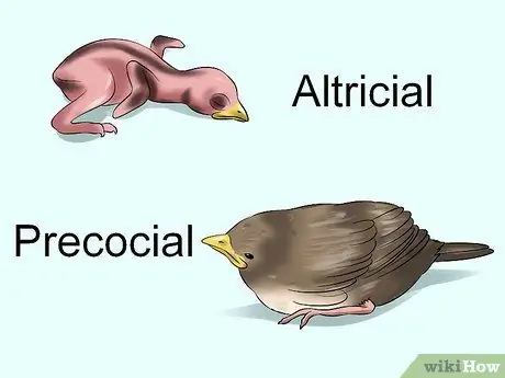 Покормить птенца, шаг 1