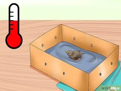 Покормить птенца Шаг 14