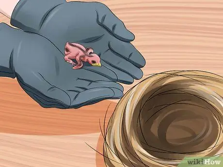 Покормите птенца, шаг 3