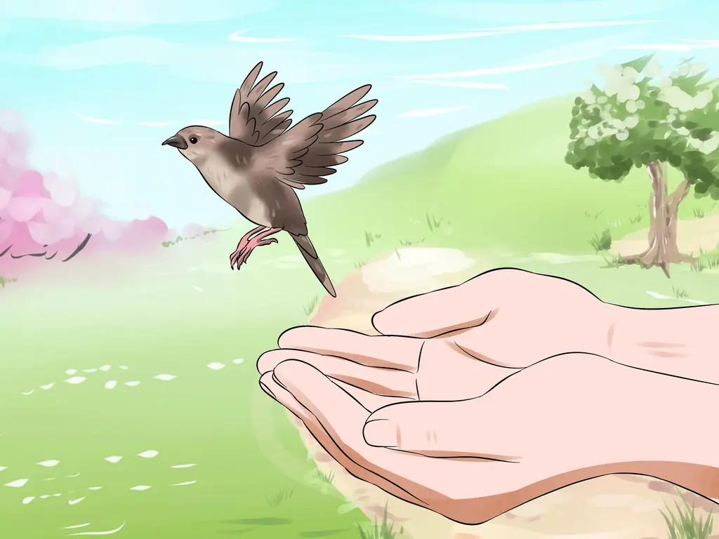 3 способа кормления птенца