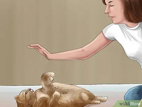 Заставьте кошку перестать прыгать на клавиатуре Шаг 17