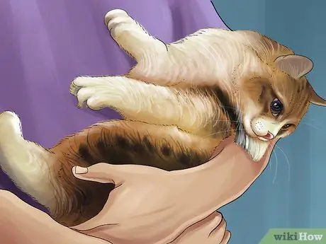 Заставьте кошку перестать прыгать на клавиатуре Шаг 2